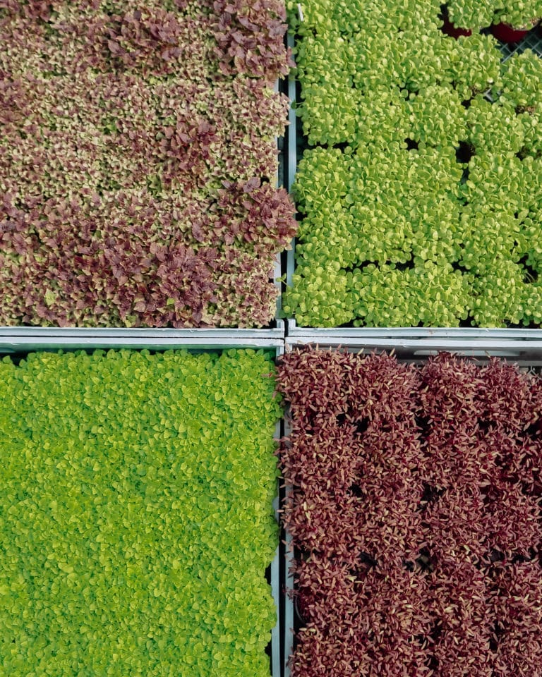 microgreens from above ready to be harvested and used